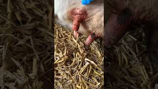 How to cure mastitis in cows cows veterinary [upl. by Onitselec]