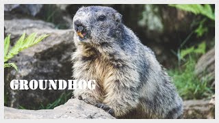 Groundhog screaming  Woodchuck call  Groundhog sound  Whistlepig [upl. by Aikemat]