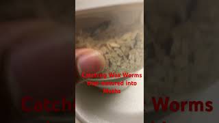 Catching Wax Worms that matured into Moths [upl. by Adniled305]