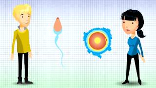 Understanding Chromosomal Translocation  Reciprocal Translocation v12 [upl. by Fiore977]