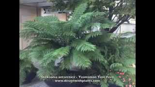 Dicksonia antarctica Tasmanian Tree Fern [upl. by Ralyks]