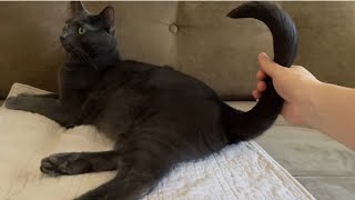 Whose tail is this Put your tail down…cat cattail 猫動画 [upl. by Muraida]