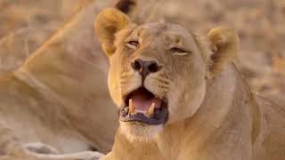 2022 Free Documentary Nature  African Lion Diary Chief and Notch  Wildlife Animal [upl. by Goto37]