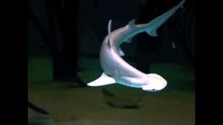 Bonnethead sharks in slow motion [upl. by Revart]