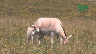 RARE PERSIAN ONAGERS BORN AT THE WILDS [upl. by Hansiain617]