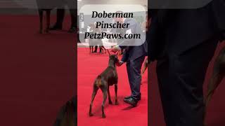 Doberman Pinscher by PetzPaws Rescue Crew at the International Kennel Club Support PetzPaw⬇️ [upl. by Ydeh]