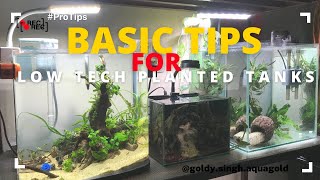 Basic Tips for low tech planted tanks plantedtank protips [upl. by Anneres]