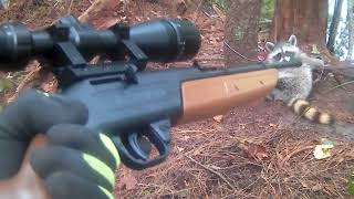 crosman 760 pumpmaster scope raccoon hunting [upl. by Chalmers]