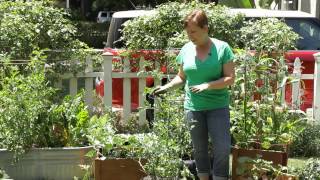 How to Use StoreBought Tomato Cages  Garden Space [upl. by Solnit228]