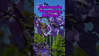 Jacaranda Flowering Beauty Western Australia findinggspots jacarandas [upl. by Sirraj]