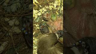 Gouldian finch chicks feeding 🐥 bird birdslover finch baby shortshorts shorts [upl. by Nois]