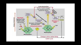 Photophosphorylation Biology Unit 2 [upl. by Feeley]