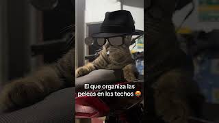 El malo de la colonia 🤣humor cat animals shortvideo [upl. by Aelak]