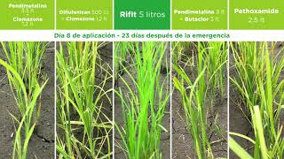 Rifit  Syngenta [upl. by Oirogerg]