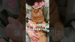 【譲渡動物紹介】染五郎02 cat shelter shorts [upl. by Johnette]