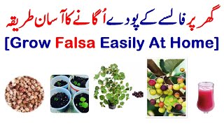 How To Grow Falsa Plant From Seeds At Home [upl. by Pettit]