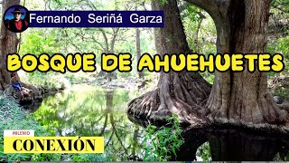 AHUEHUETES BOSQUES DE GALERIA [upl. by Navannod]