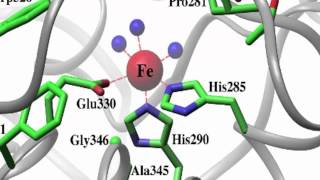 Phenylalanine Hydroxylase [upl. by Oyam168]