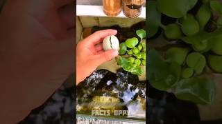 egg in swimming pool🤯 New Viral Gadgets Smart Appliances Kitchen UtensilsHome Inventions shorts [upl. by Ensign]