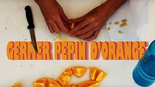 GERMER un pépin dorange à la maison [upl. by Hacissej]