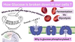 Reactions of glycolysis amp the enzyme catalyzing each reactionEnergetic consequences description [upl. by Yrtneg]