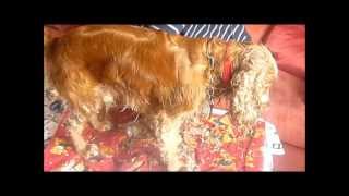 Comment faire un toilettage pas cher dun cocker spaniel anglais [upl. by Dihgirb]