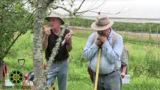 Organic Orchard Rejuvenation Part 2 Tree Health [upl. by Atinnor100]