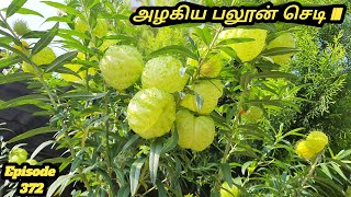 பலூன் செடி  Balloon Plants Gomphocarpus physocarpus பந்து செடி பந்துக்கள் காய்க்கும் அதிசய மரம் [upl. by Brandes272]