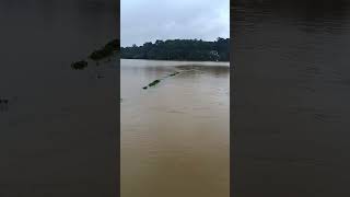 Wayanad Flood [upl. by Kenn23]