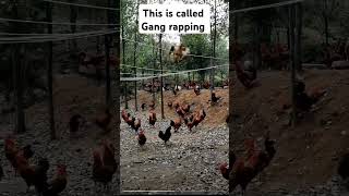 This is called Gang rapping hen gangrapping pen farming chickenfarming viralpost short [upl. by Sillert594]