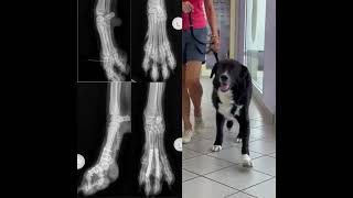 Canine metacarpalphalangeal arthrodesis vet veterinarian cvms [upl. by Helen485]