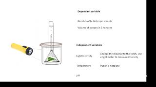 BTEC Applied Science Unit 3 Biology Factors affecting Plant Growth [upl. by Noivad954]