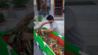 ये सब्जियां लगाओ और पूरी सर्दियाँ ताज़ी सब्जियां खाओ 🤩 youtubeshorts shorts organicgardening [upl. by Angell442]