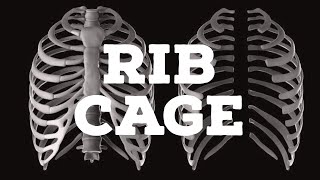 Rib cage [upl. by Retsek]