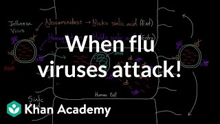 When flu viruses attack  Infectious diseases  Health amp Medicine  Khan Academy [upl. by Bascomb]