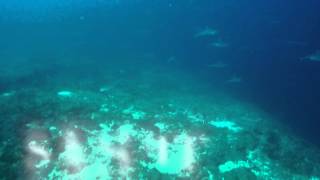 Sharks In Moofushi Kandu Constance Moofushi Maldives [upl. by Weathers200]