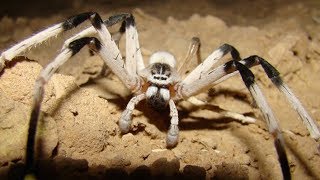 The Real Stories Behind The Worlds Largest Spiders [upl. by Evans522]