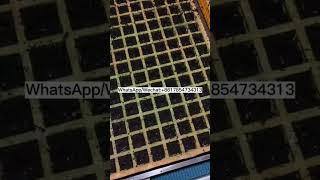 Foam seedling tray seeder Pumpkin Tomato seed seedling machine [upl. by Sauers655]