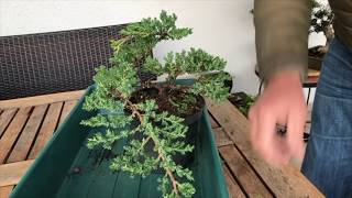 How to Create a Juniper bonsai for cheap Absolute best conifer bonsai for cascade style [upl. by Abshier]