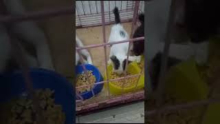 Bisa Ikot Lomba Makan Ini Dek 🤣🤣 cat catlover shotsvideo kucinglucu [upl. by Enilrae]