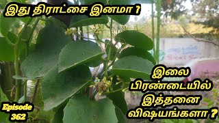 இலை பிரண்டையும் திராட்சை குடும்பமும்  Ilai pirandai Cissus rotundifolia சிசஸ் ரோட்டுண்டிஃபோலியா [upl. by Sixel922]