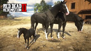 NOVO FILHOTE NA FAZENDA  Iniciando uma CRIAÇÃO DE CAVALOS  Red Dead Redemption 2 [upl. by Einnil]