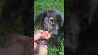 Eating figs are healthy for dogs [upl. by Shenan]