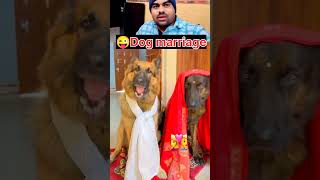 🐕 Dog marriage so beautiful video viralvideo [upl. by Sherrard]