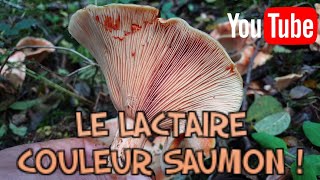 Identifier le Lactaire couleur saumon Lactarius salmonicolor Cueillette des champignons 2020 [upl. by Dianne]