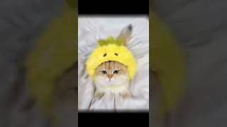 Boom shaka laka boom shaka laka boom boom💥💥🤭🐾💞catcuteshortvideoshareshorts youtubeshortspets [upl. by Fromma]