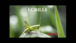 I GRILLI [upl. by Slaby]