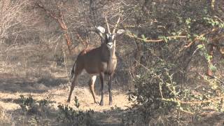 Western Roan Antelope Hippotragus equinus koba [upl. by Satterlee]