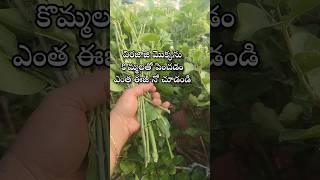 Easy to grow virajaji plant from cuttings youtubeshorts shorts shortvideo [upl. by Idnahc]