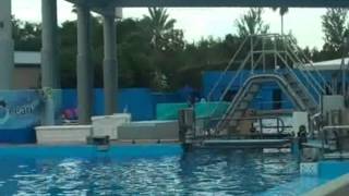 Tilikum Working Behind The Scenes At SeaWorld Orlando [upl. by Pierpont]